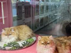 -青奢宠物·青奢猫舍