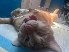 -爱诺耐芙动物医院(万博店)