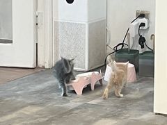 -楼上猫咖(罗湖店)