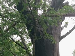 -上海佘山国家森林公园天马山园