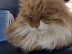 -平行世界·猫咖(首经贸店)