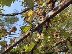 -钰田大院·碳烤虹鳟鱼·怀柔地道农家菜(雁栖湖店)