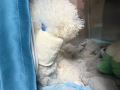 -谐和贝康宠物医院24小时·宠保定点(急重症转诊中心)