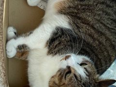 -艾贝尔宠物医院·24H转诊中心·肿瘤猫专科(江宁双龙店)