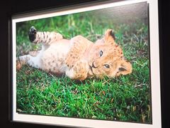 -罗红摄影艺术馆