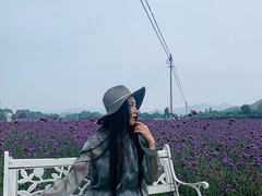 -北京东方普罗旺斯薰衣草庄园