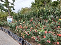 -大兴滨河森林公园