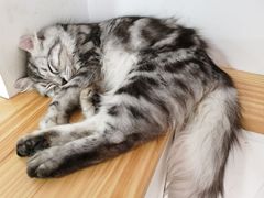 -李小姐の猫咖啡馆(五角场店)