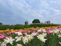-径山花海