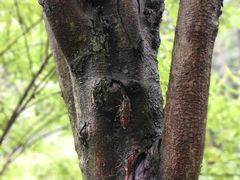 -都江堰中华大熊猫苑