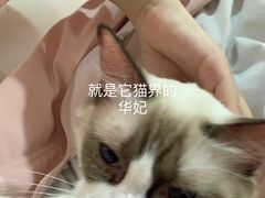-Bastet sally猫舍购宠(静安店)