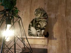 -名猫咖啡馆·撸猫·拼豆