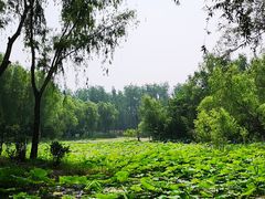 -微山湖红荷湿地景区
