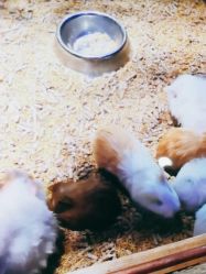 -酷嗒动物文化乐园(cutezoo西溪乐天城店)