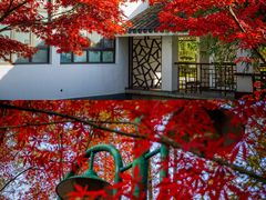 -上海共青森林公园