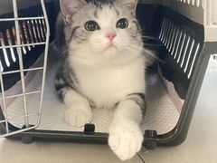 -lincat·猫舍(广州店)