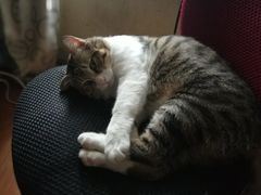 -绝城芋儿鸡(犀浦旗舰店)