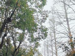 -上海共青森林公园