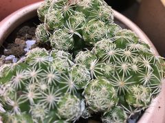 -三圣花乡旅游区