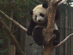 -成都大熊猫繁育研究基地
