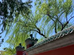 -深圳仙湖植物园