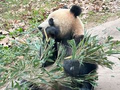 -都江堰中华大熊猫苑