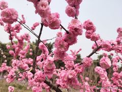 -大兴滨河森林公园