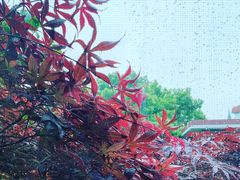 -宋庆龄幼儿园(虹梅路)