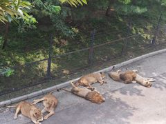 -大连森林动物园