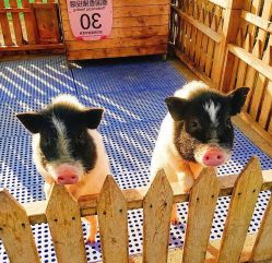 -萌宠亲子动物乐园(槐房万达店)