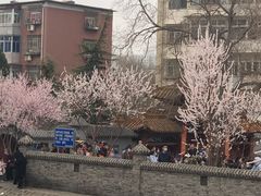 -桃花堤公园