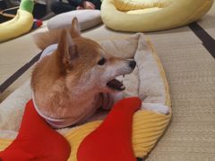 -逗柴咖啡屋·狗咖猫咖宠物桌游