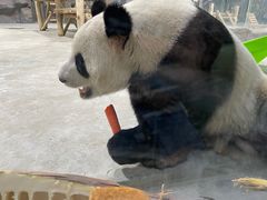 -栾川竹海野生动物园