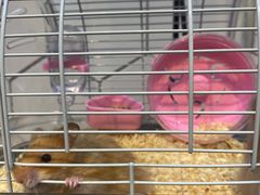 -萌兽医馆·眼科·异宠专科(三里屯店)