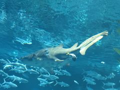 -海合安武汉极地海洋公园