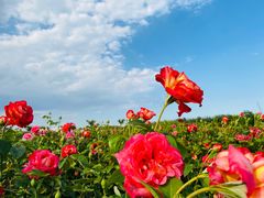 -廊坊文化艺术中心