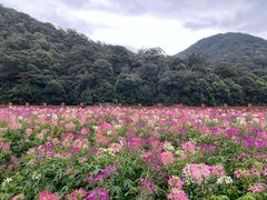 -广州市石门国家森林公园