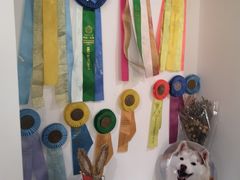 -Husky Go! 哈士奇体验馆·宠物咖啡厅狗咖