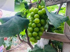 -马陆小张葡萄园农家乐