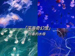 -海合安青岛极地海洋公园