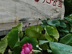 -莲花池公园