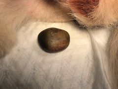 -萌兽医馆·绝育·24小时内科·宠物医院(德胜店)