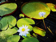 -国家植物园南园