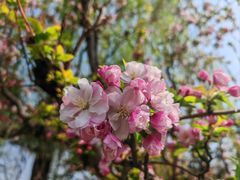 -海棠花溪(元大都城垣遗址公园)