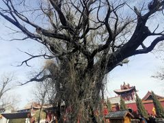 -大槐树寻根祭祖园