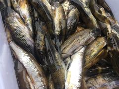 瑶河小鱼-瑶河山里菜