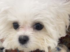-美联众合动物医院·24h京西诊疗中心