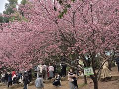 -武汉大学-樱园