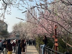 -桃花堤公园