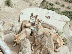 -哈尔滨北方森林动物园